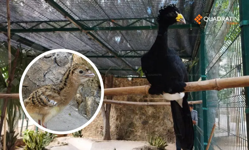 Nace hocofaisán en el zoológico La Reina, en Tizimín