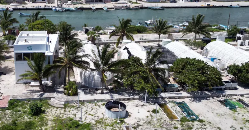 Más terrenos al Cinvestav en puerto de Yucatán: el mar obligó a cambiar límites