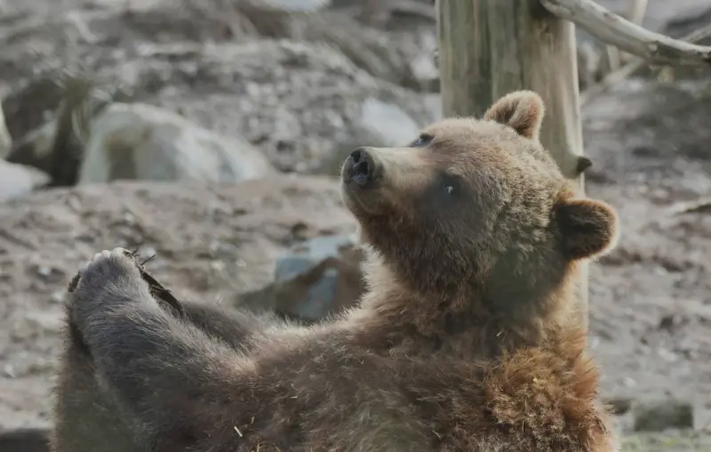Rescatan a osezno hallado en cuneta de autopista en NJ