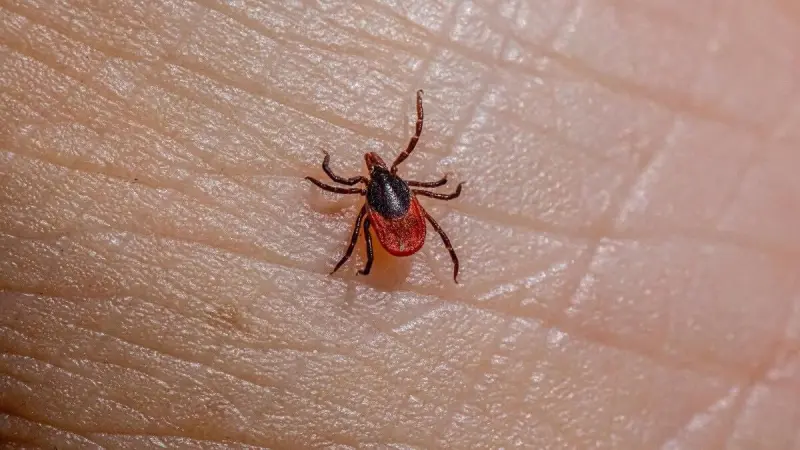 Rickettsia en Tijuana: 5 muertes en 2026 y alerta por aumento de casos en verano