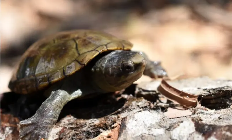 Mantienen proyecto para resguardar tortuga casquito en Jalisco