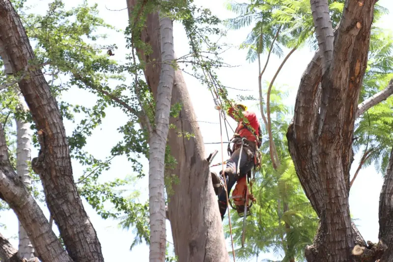 Intensifican retiro de árboles en riesgo en la ciudad