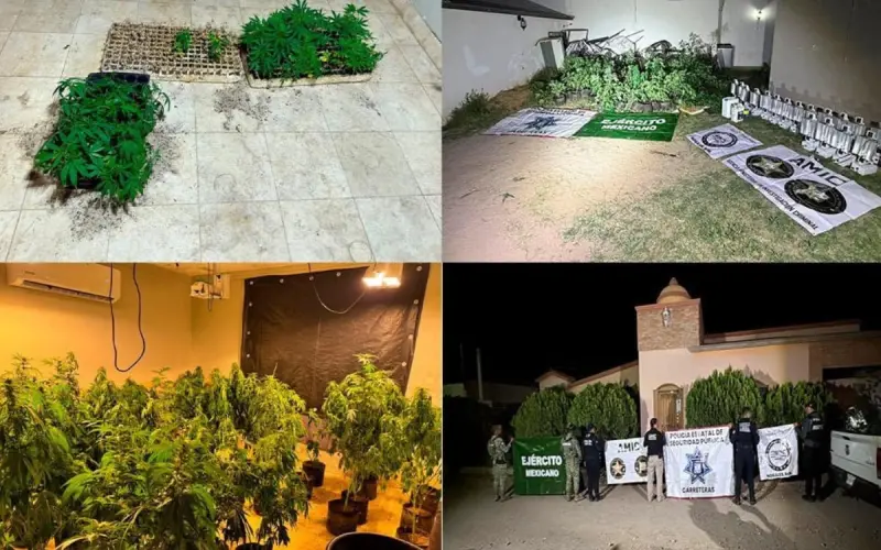 FGJES asegura invernadero con marihuana en Magdalena de Kino