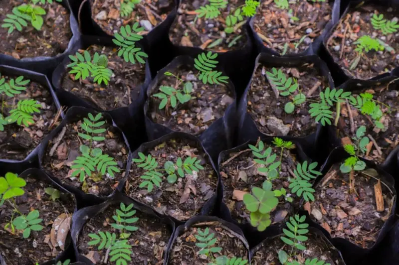 UAQ refuerza acciones sustentables y consolida liderazgo ambiental