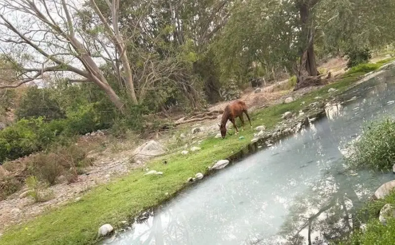 Denuncian contaminación en arroyo de Tecpan por descarga de aguas sucias