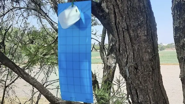 Refuerzan en Jalisco sistema de trampeo contra gusano barrenador