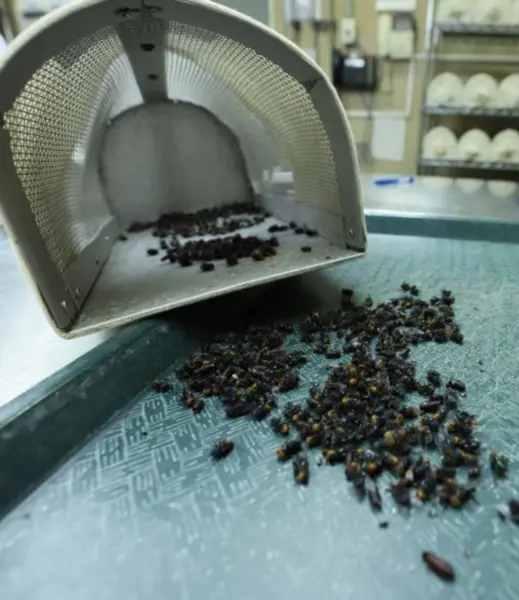 El calor activa plagas en Yucatán: cuáles son las más comunes y cómo prevenirlas