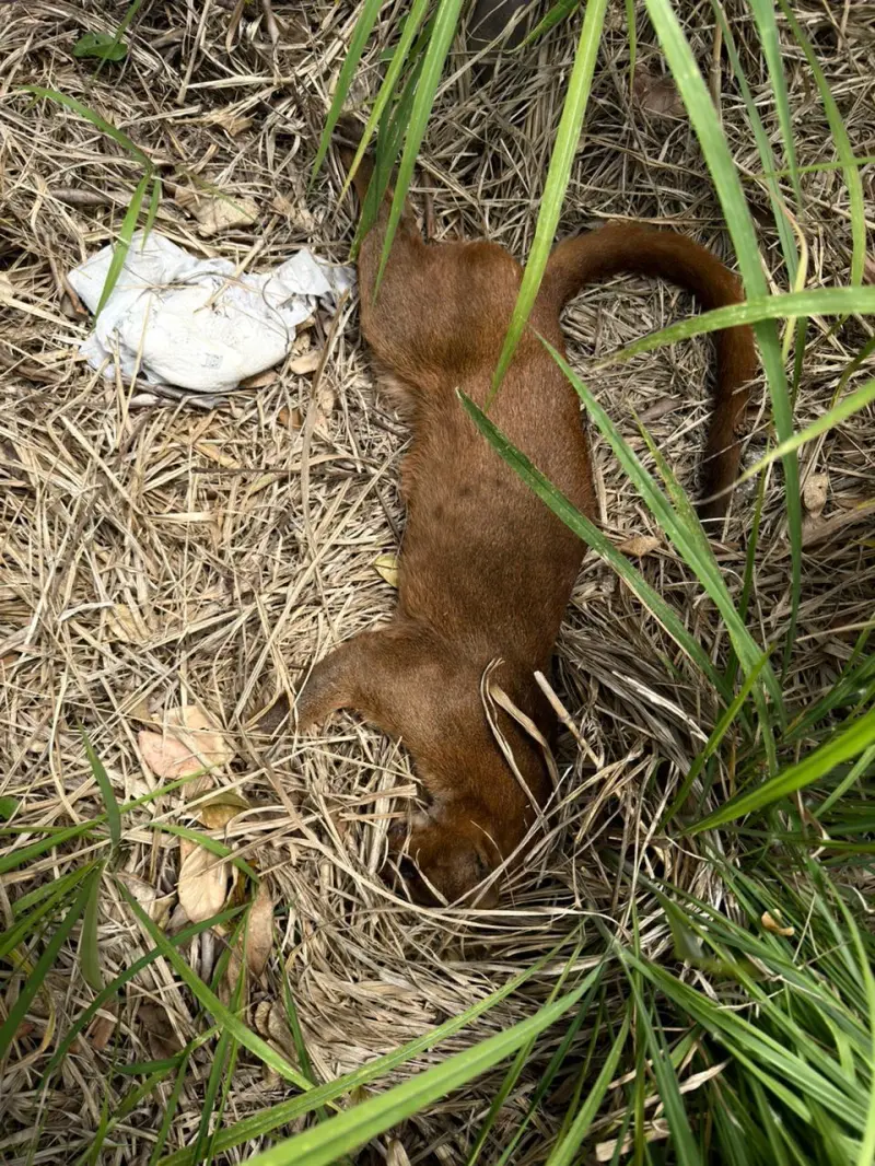 Muere atropellado jaguarundi en Medellín de Bravo