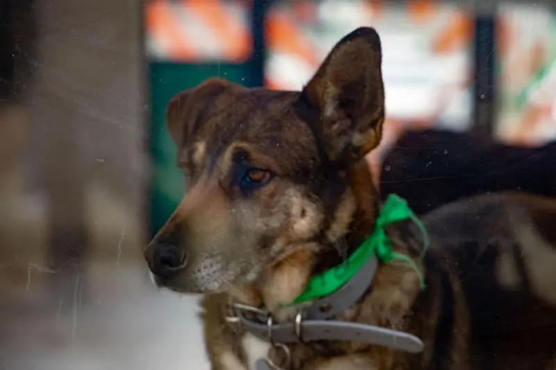 Municipio de Querétaro presenta denuncia por crueldad animal