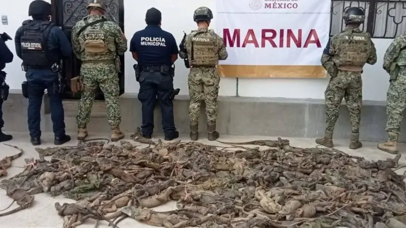 Impactante rescate: Así salvaron a 161 iguanas hacinadas en un autobús