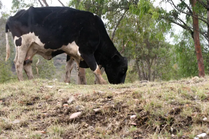 Dos casos de gusano barrenador en Zacatecas encienden medidas sanitarias