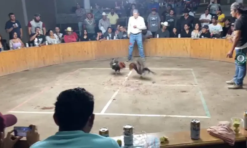 Peleas de gallos persisten pese a prohibición en Michoacán