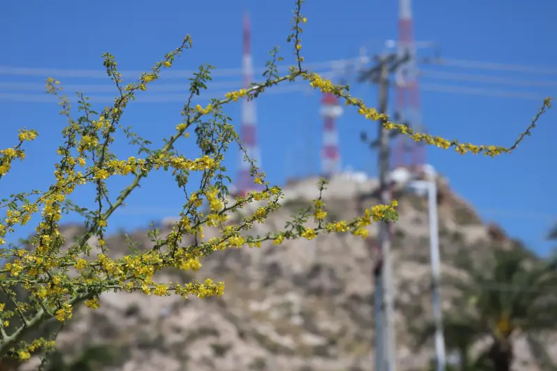 Se viene semana de calor en Sonora con temperaturas de hasta 40 grados y clima seco