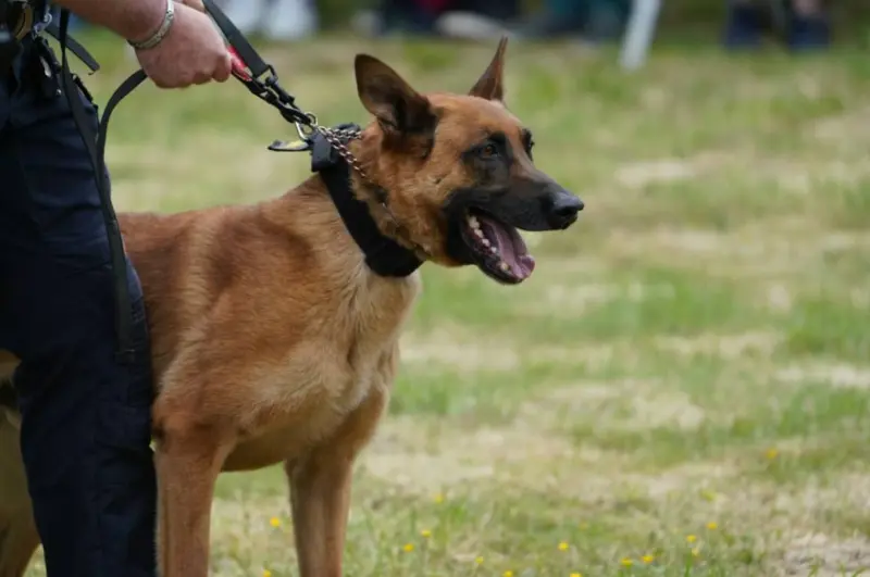 Someten con perro K9 a sospechoso de apuñalamiento en San Diego
