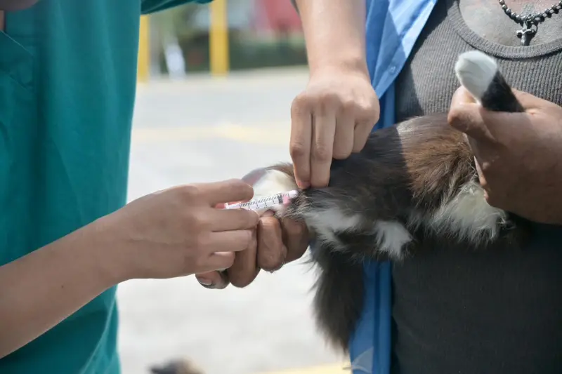En el puerto, campaña gratuita de vacunación antirrábica
