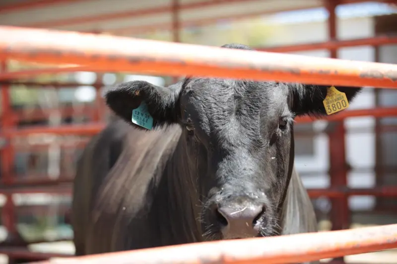 Acumula Coahuila pérdidas por mil 600 mdp por cierre de frontera al ganado mexicano