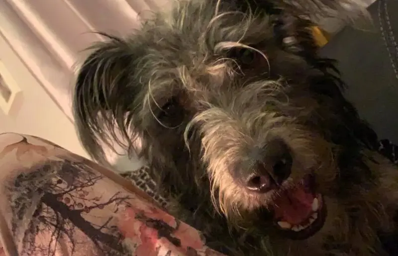 Confirman muerte de una joven tras ataque de su perro en Inglaterra