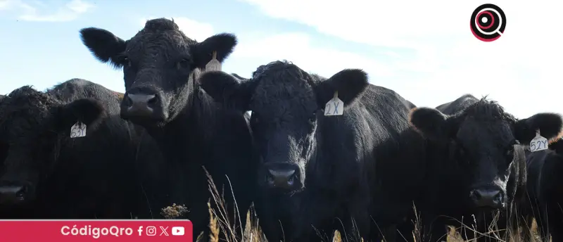 Piden extremar precauciones ante gusano barrenador del ganado