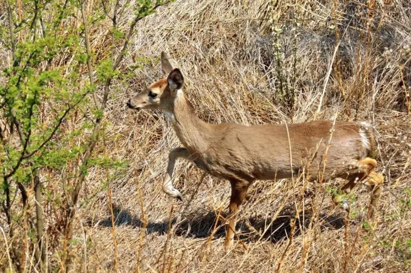 Alertan por avistamiento de venados en El Marqués; piden no acercarse ni alimentarlos