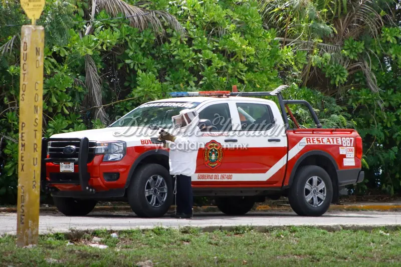 Ataque de abejas en Mérida moviliza a bomberos; reportan seis personas afectadas
