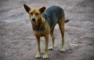 Estiman más de 200 millones de perros y gatos callejeros en el mundo