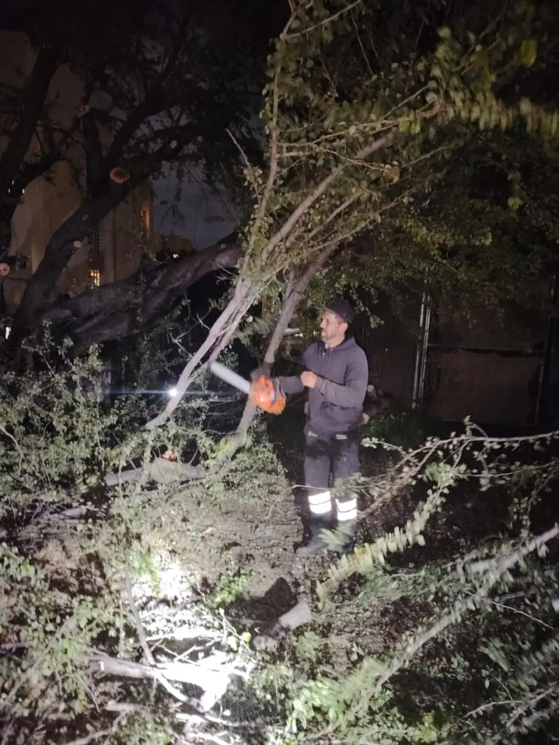 Tlaquepaque intensifica retiro de árboles en riesgo para prevenir accidentes