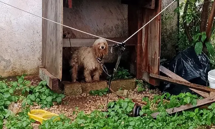 Amarradas y al borde de la muerte