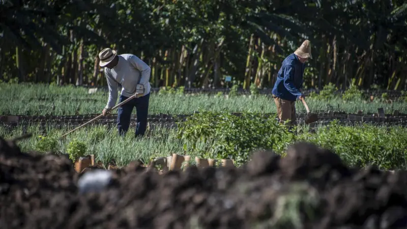 Cuba pone fin al monopolio estatal y abre el comercio agrícola al sector privado