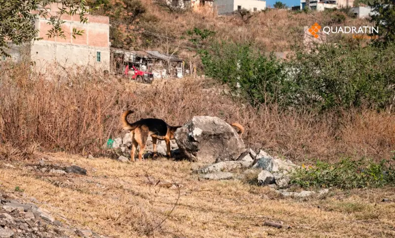 Busca colectivo de abogados prohibir eutanasia en animales sanos
