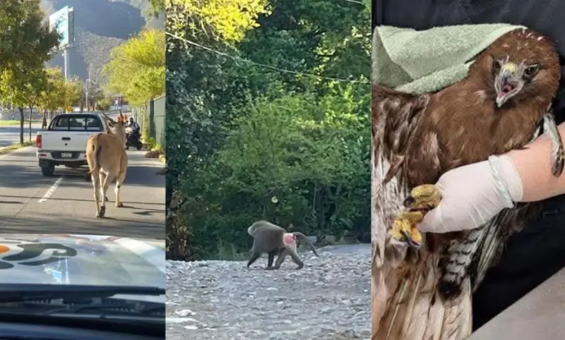 Alertan especialistas riesgos en zona urbana por avistamientos de fauna silvestre
