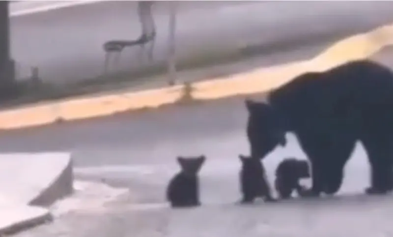 Captan a familia de osos en zona residencial de Monterrey