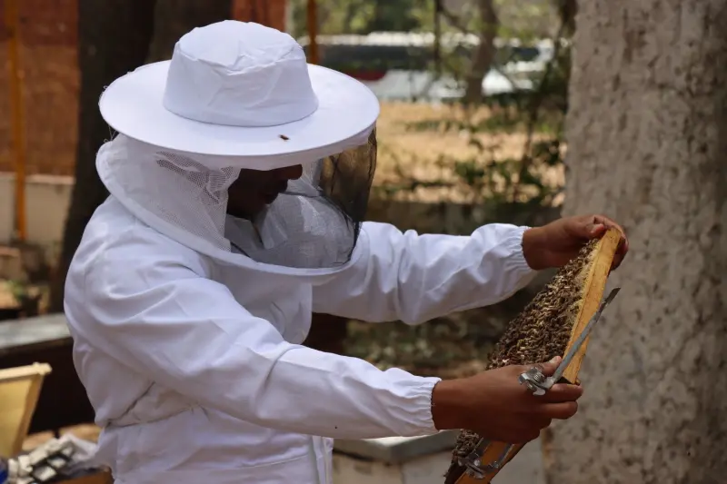 Guadalajara resguarda y reubica de forma segura a abejas