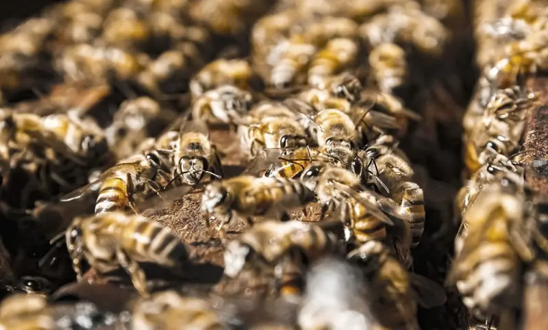 Abejas, susceptibles al ácaro varroa; lanzan campaña para protegerlas