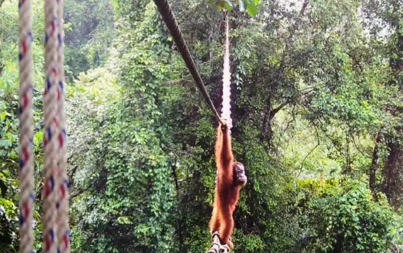 Captan a orangután de Sumatra utilizando un puente colgante para cruzar una carretera en Indonesia