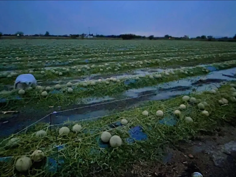 Alcalde de Romita Pedro Tanamachi respalda a campesinos tras granizada