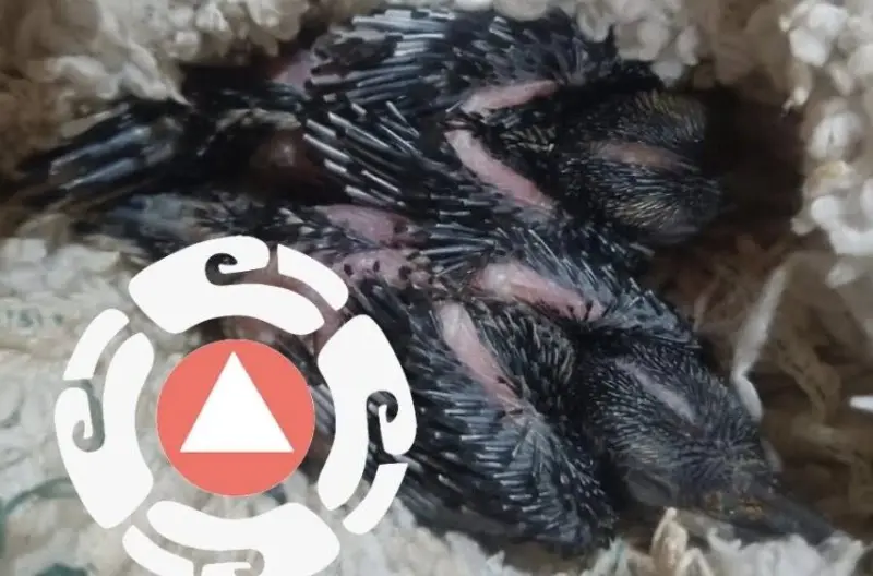 Protegen a polluelos de pájaro chara en Pinal de Amoles