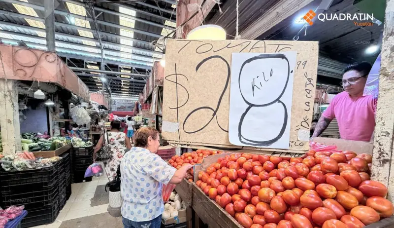 Precio del tomate comienza su descenso, aunque todavía se vende caro
