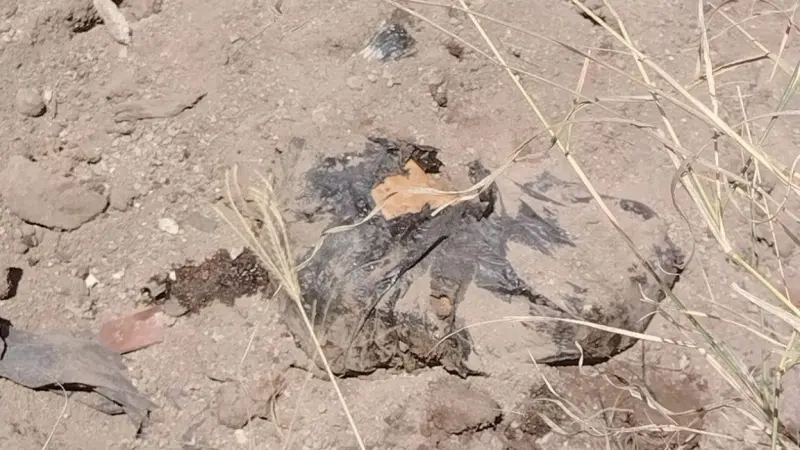 Guerreros buscadores de Jalisco hallan 7 bolsas con restos humanos en sitio de construcción