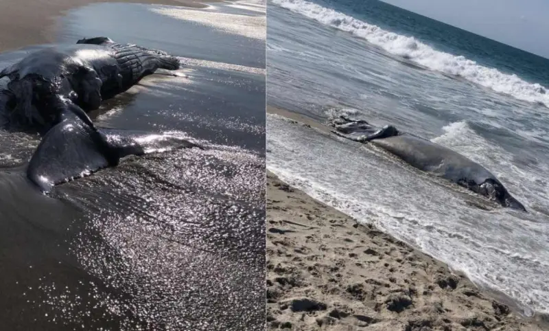 Resguardan playa en Oaxaca tras hallazgo de ballena muerta