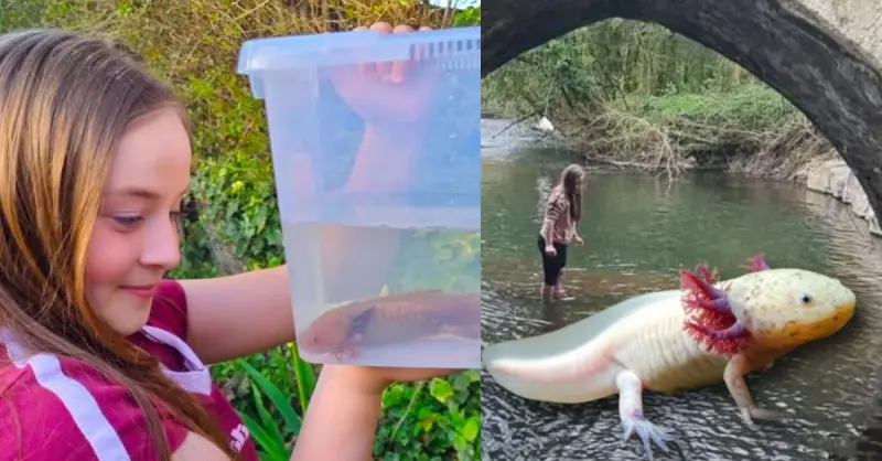 Niña encuentra un ajolote mexicano en un río de Reino Unido: ¿cómo llegó ahí?