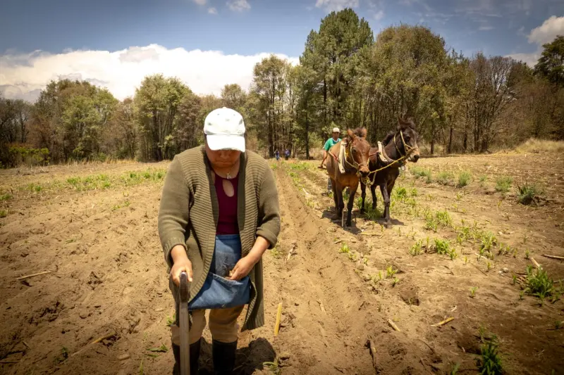 Preserva Sembrando Vida 54 razas de maíz nativo en Oaxaca