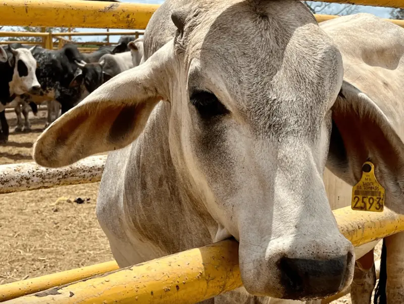 Los montos de los apoyos ganaderos, a discreción de la Seder en año preelectoral