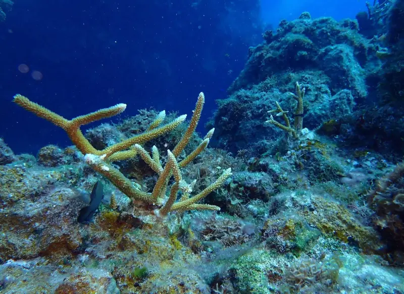 Cierran 3 arrecifes en Cozumel para frenar deterioro ambiental