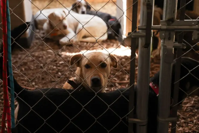 Cuidado Animal de San Juan del Río buscará capacitación contra gusano barrenador