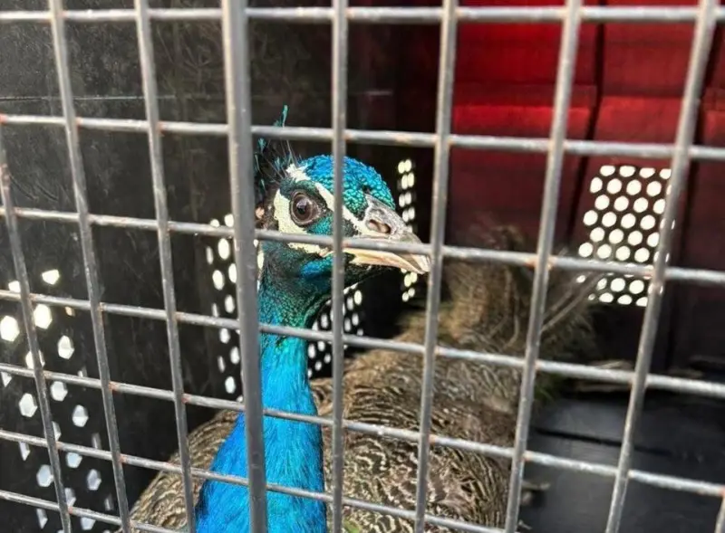 Aseguran segundo pavorreal en Zákia; van dos bajo resguardo