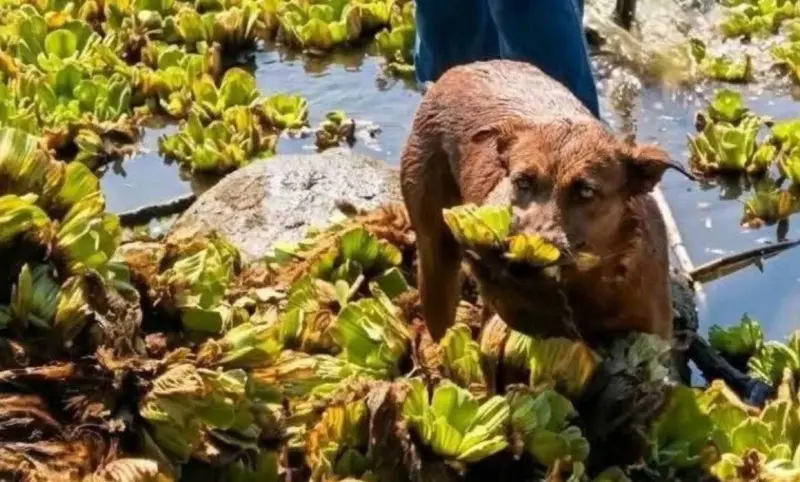 Muere Beni, símbolo de la lucha por rescatar la presa Yosocuta