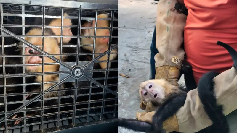 Así lograron salvar a 10 monos capuchinos que viajaban en cajas rumbo a la venta ilegal