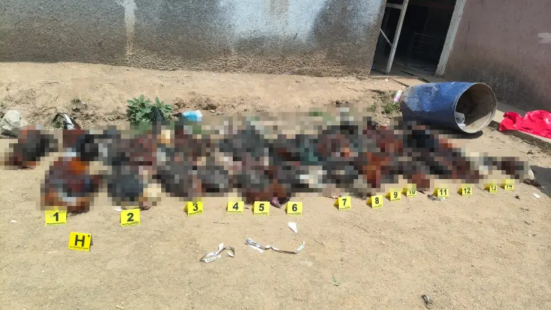 Aseguran 29 aves con vida y 41 muertas en palenque cladestino de Morelia