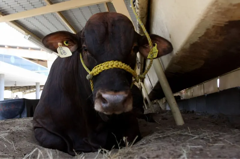 Suman 126 casos de gusano barrenador en Querétaro