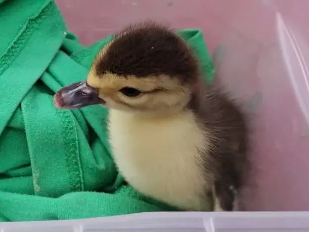 Alista Zoo de Morelia denuncia contra persona que se robó patito